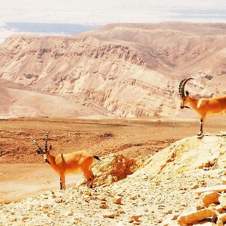 מלון באר אורה דקל דום בערבה מראה חיצוני תמונה