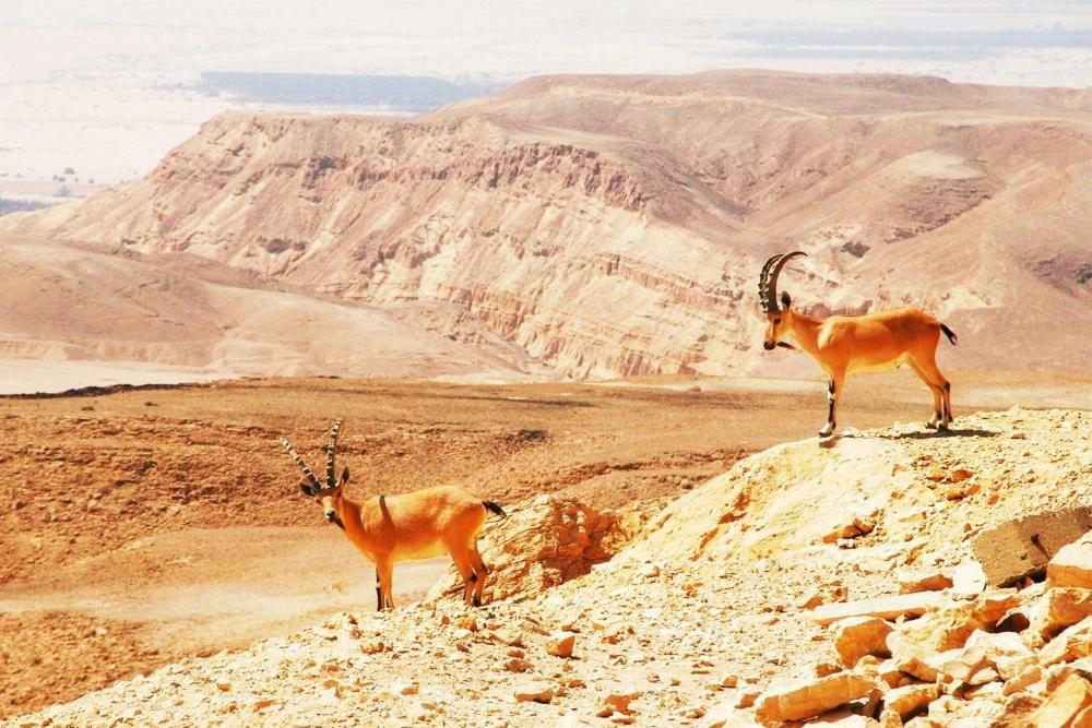 מלון באר אורה דקל דום בערבה מראה חיצוני תמונה